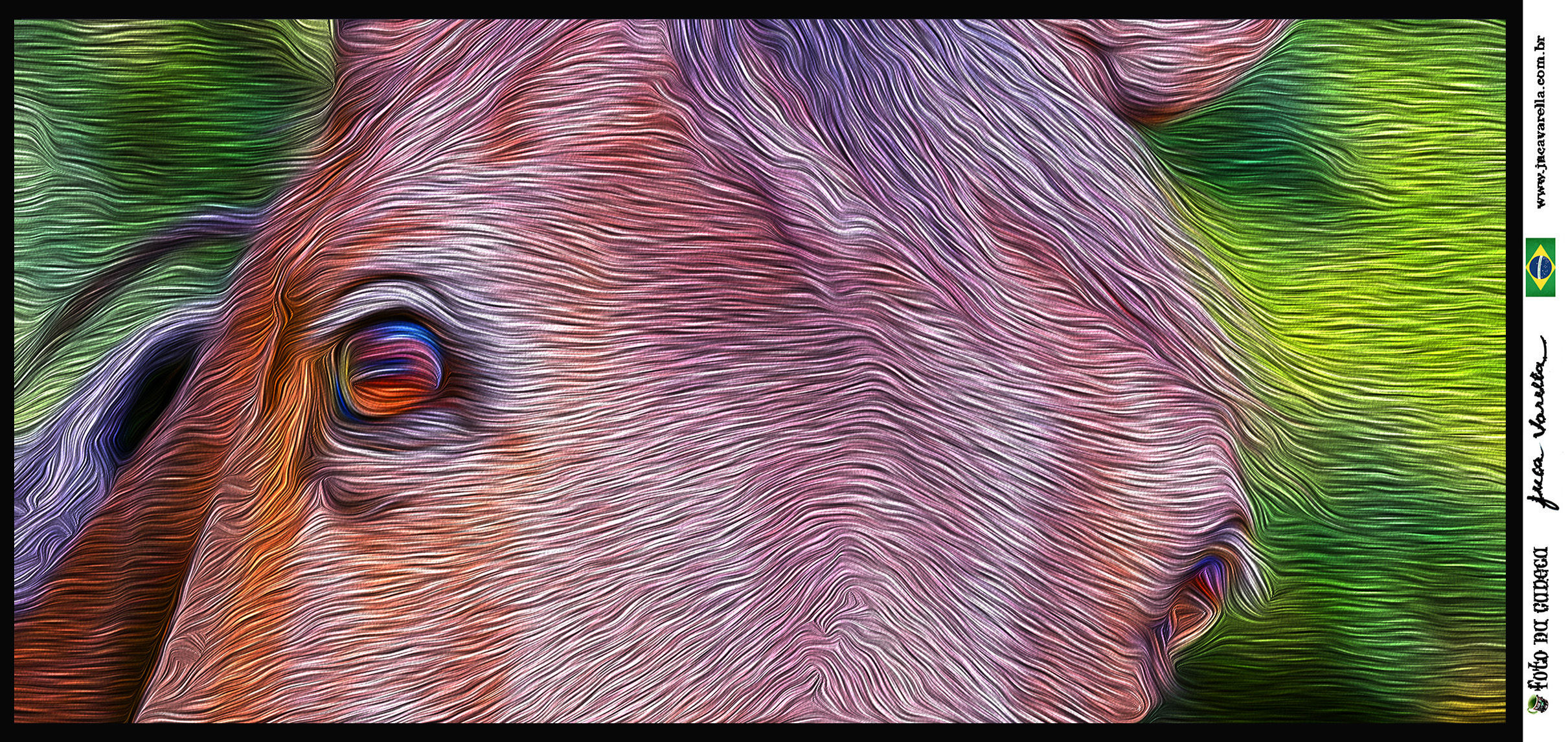 SÉRIE CAVALOS - Lindos cavalos do Centro Hípico Granja Viana - Efeito Pintura