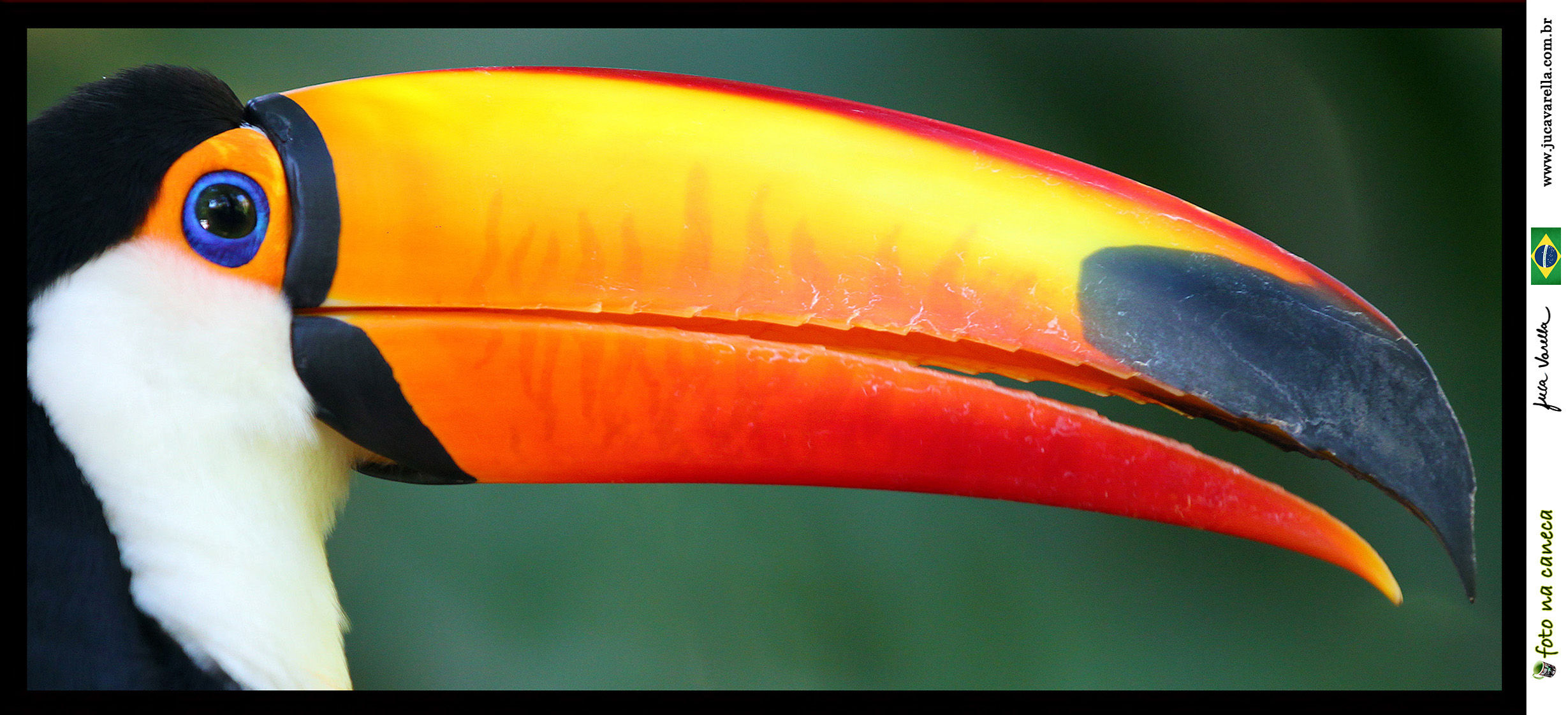 SÉRIE VIDA ANIMAL - Tucano (2015) - Foz do Iguaçu, Brasil.