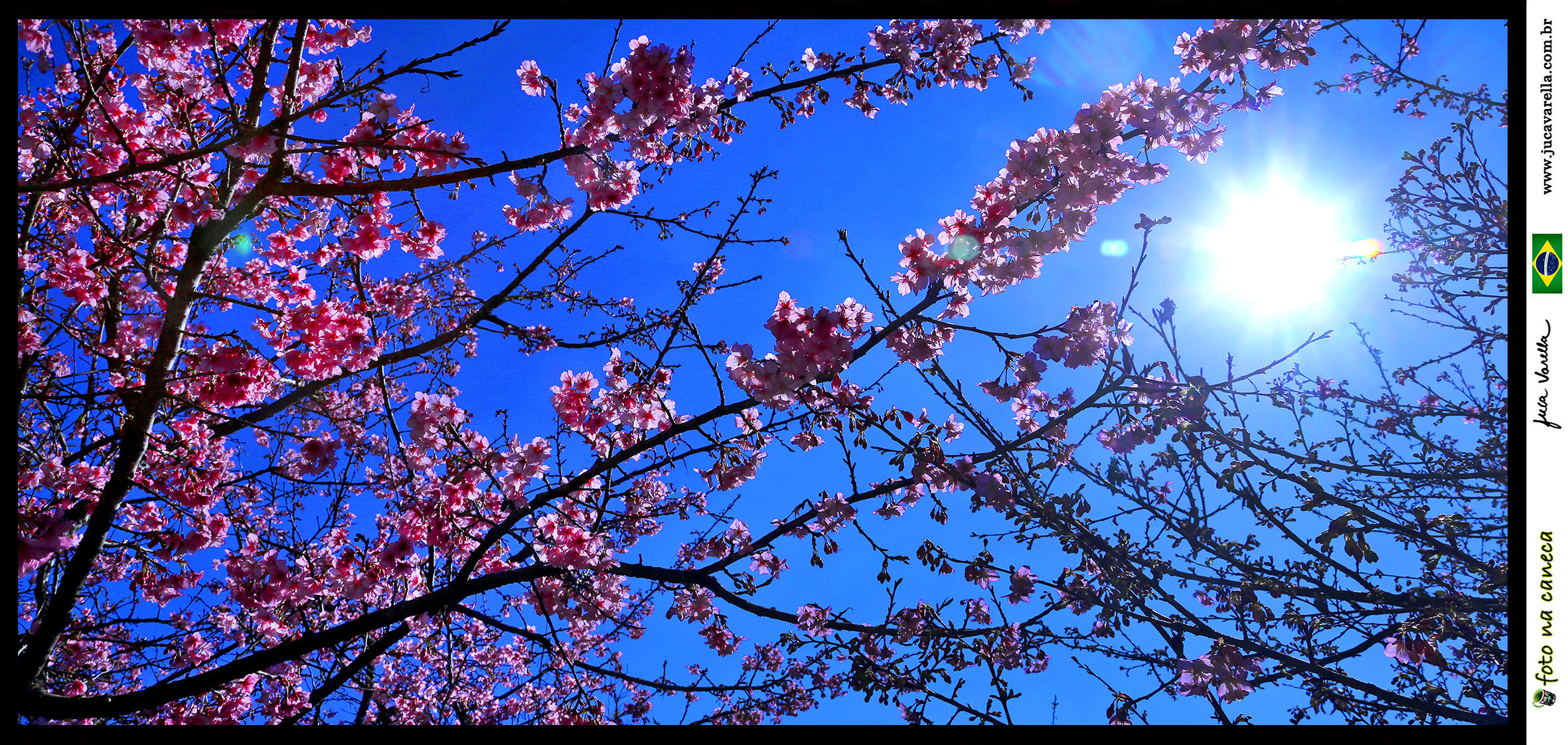 SÉRIE SAKURA - Cerejeiras Japonesas do Mallet GoIf, Itapecerica (SP), 2018.