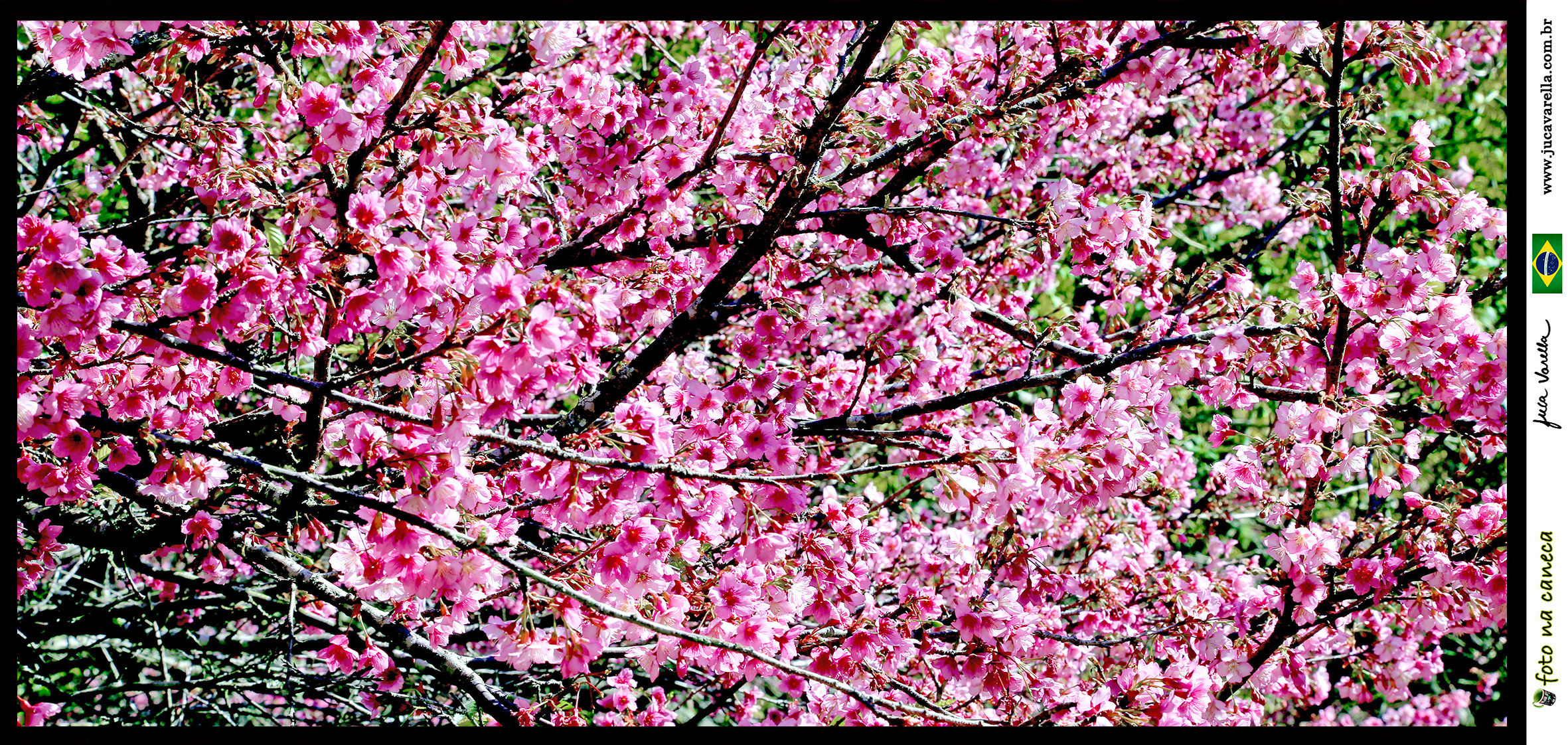 SÉRIE SAKURA - Cerejeiras Japonesas do Mallet GoIf, Itapecerica (SP), 2018.