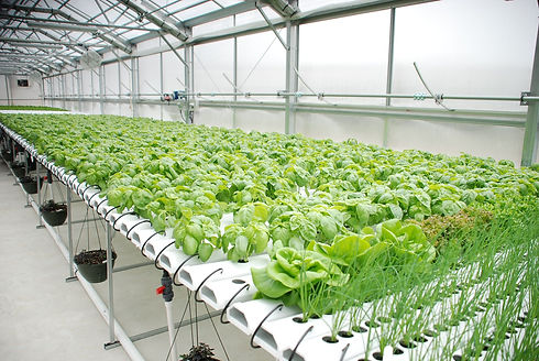 AI-in-Hydroponics-The-Future-Of-Smart-Farming-.jpg