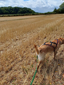 Dog Walker at the Park