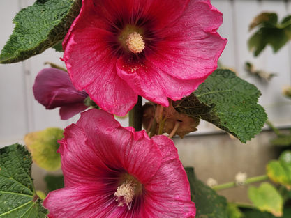 Hollyhocks at Pleasant View Lodge Bow Island, Alberta, Seniors Residence, Assisted Living, Supportive Living