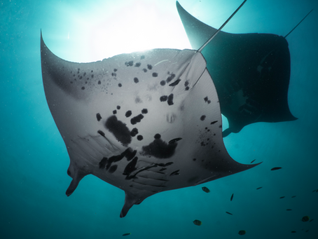 Top 5 Diving Destinations in Indonesia