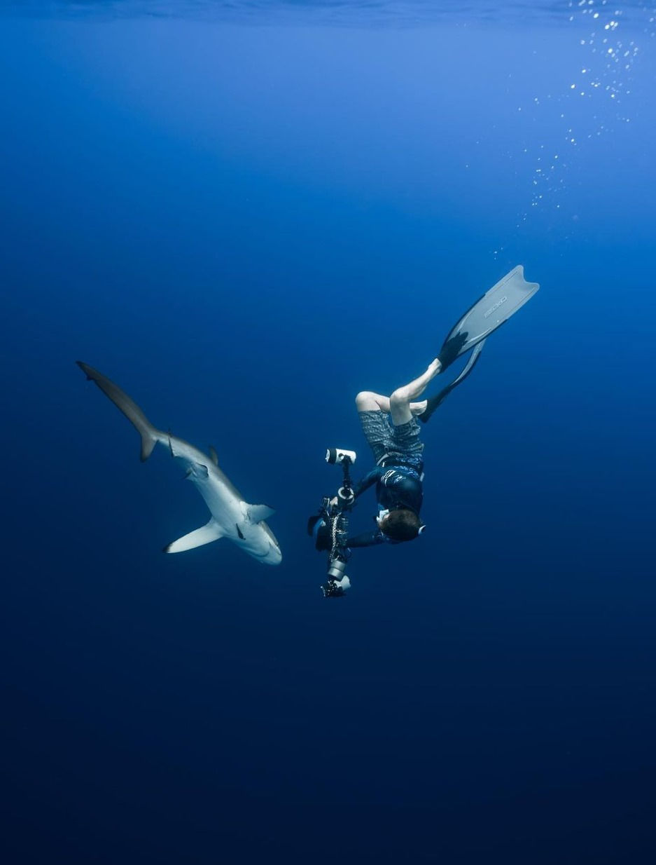 Ryan Sault Diving with Sharks