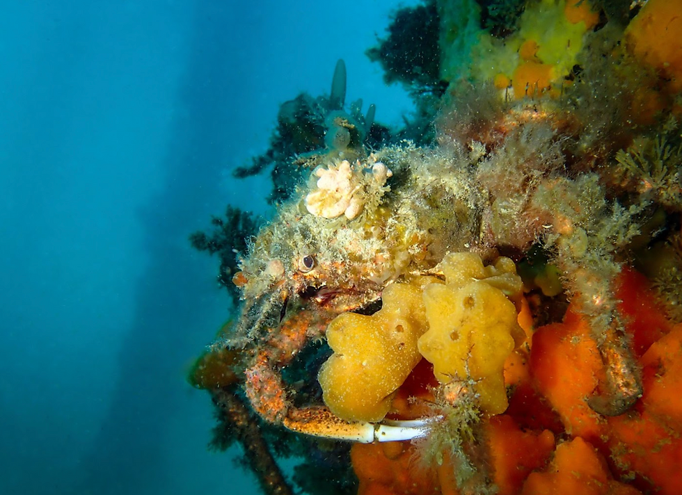 The Piers of the Mornington Peninsula: A Macro Diver’s heaven