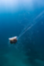 Lion's Mane Jellyfish – Image by Tiani Dun