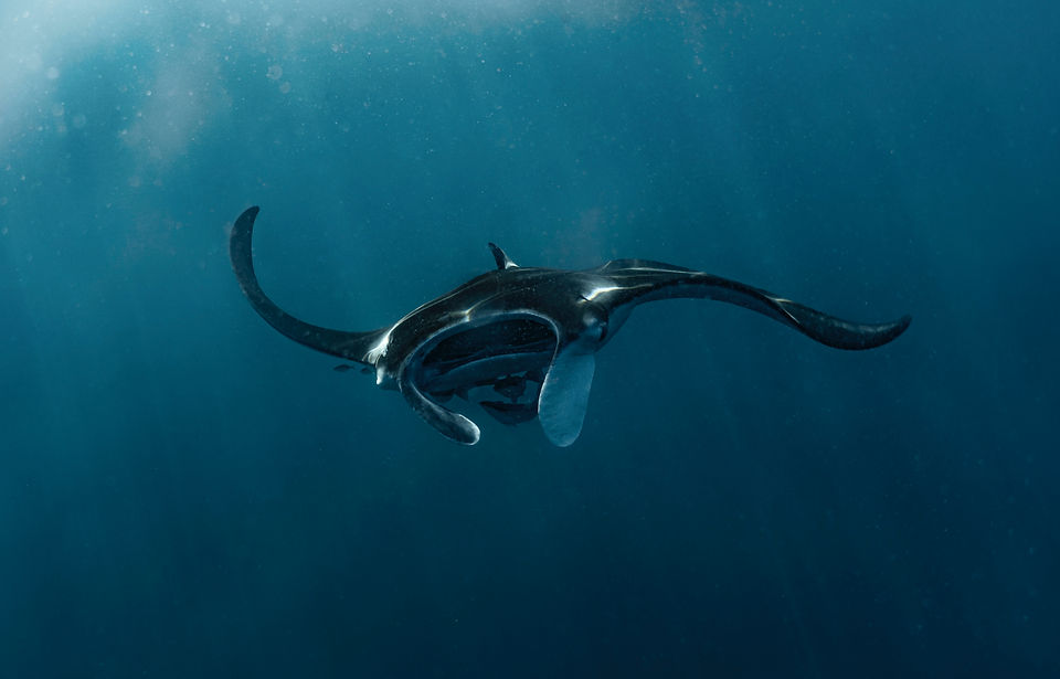 manta ray underwater photography dive trips travel