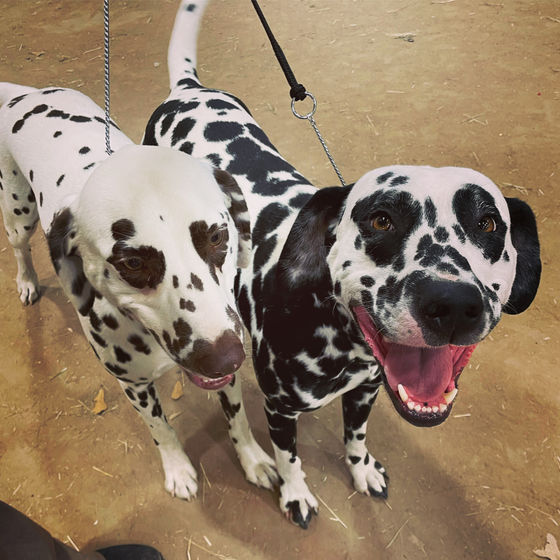 Dalmatian Breedings!