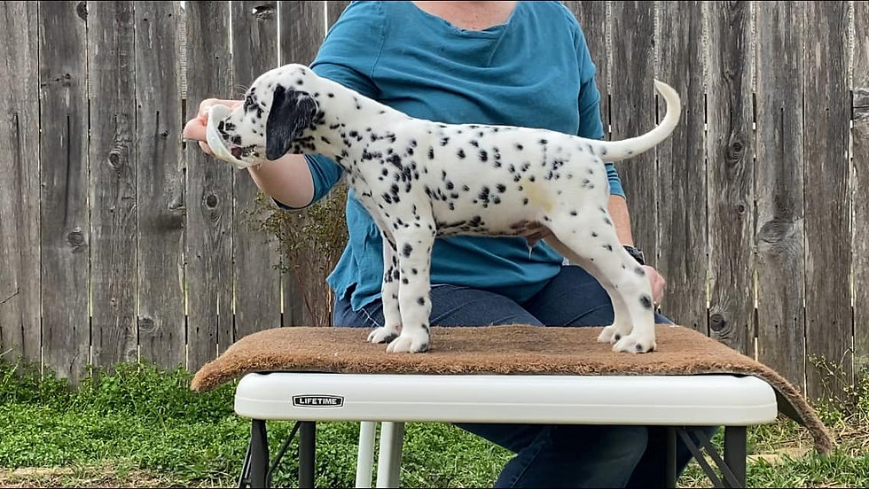 Green Collar Boy, Capra x Mia, 7 weeks old