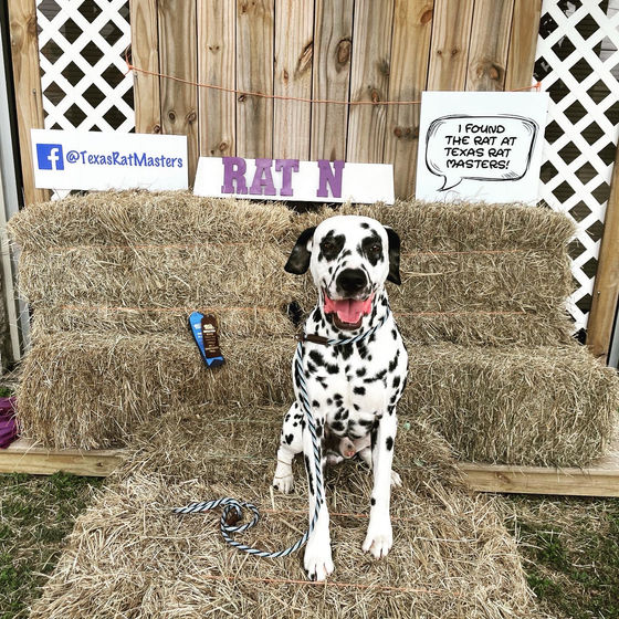 First place Q for Capra