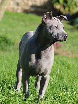 élevage thai ridgeback