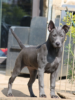 chiot thai ridgeback