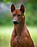 chiot thai ridgeback