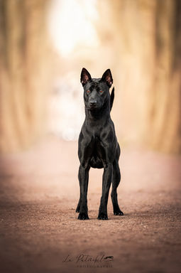 chien thailandais a crete dorsale