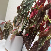 Plant Baby