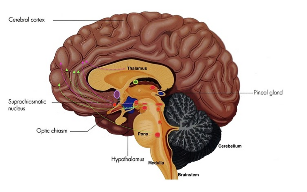 The Brain and Sleep