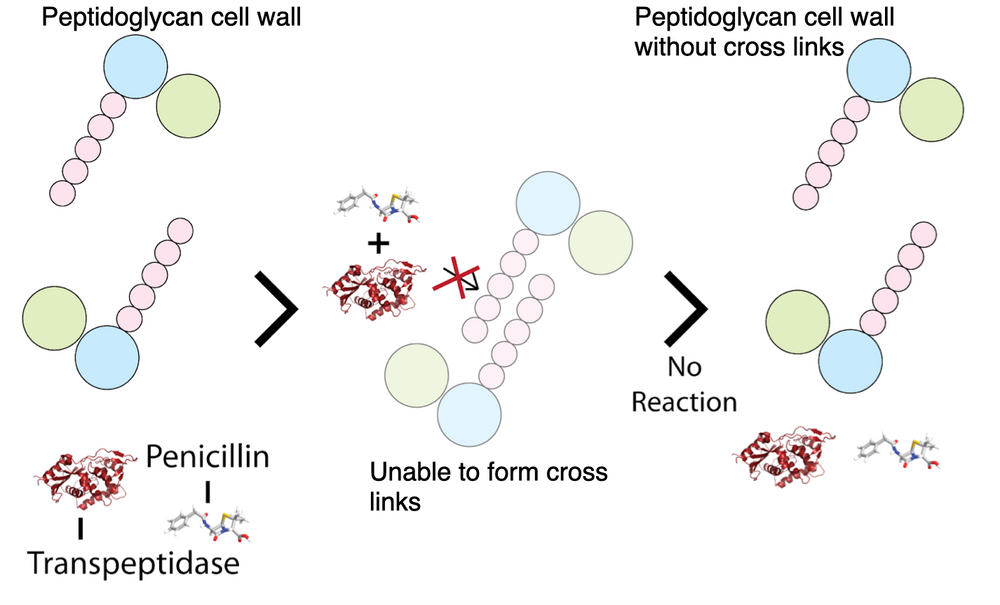 Human Gut Microbiota and Antibiotics Microbiota Part 2