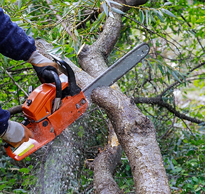 Tree Removal.png