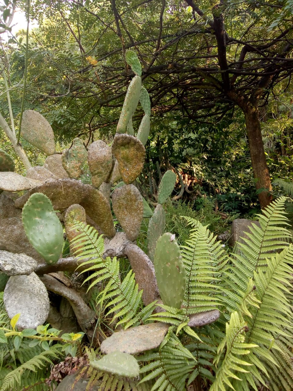 Jardín Botánico- Alexandra Narvaéz