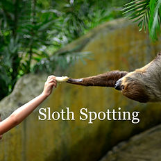 Sloth Spotting