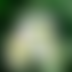 Enhance Sustainability with Non-Toxic Cleaning Products 