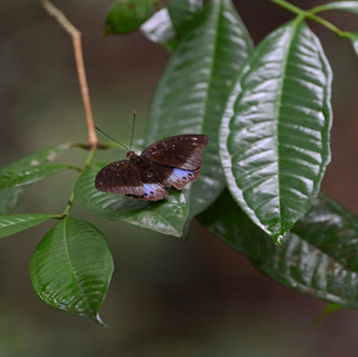 Butterfly spotted at forest retreat outside Kuala Lumpur at Sekeping Serendah