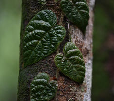 Heart shaped leaf at Sekeping Serendah forest retreat outside Kuala Lumpur
