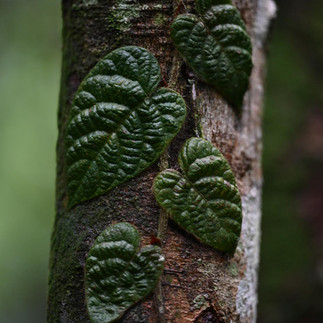 Forest retreat in Kuala Lumpur, Malaysia at Sekeping Serendah