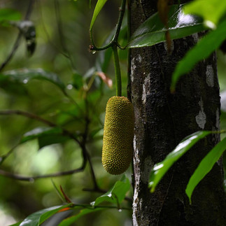 Jackfruit spotted at nature retreat in Kuala Lumpur, Malaysia at Sekeping Serendah