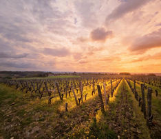 Sunrise at Grand Cru vineyards in Saint-Émilion, Bordeaux