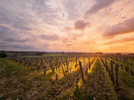 Sunset over Saint-Émilion vineyards, Bordeaux, France