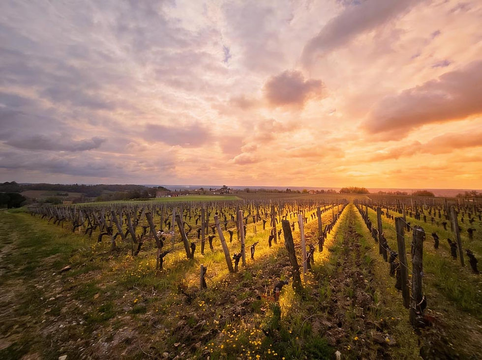 Sunset over Saint-Émilion vineyards, Bordeaux, France