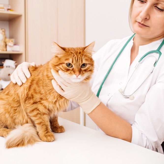 Veterinarian giving a check up to an orange cat
