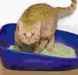 Cat in litter box