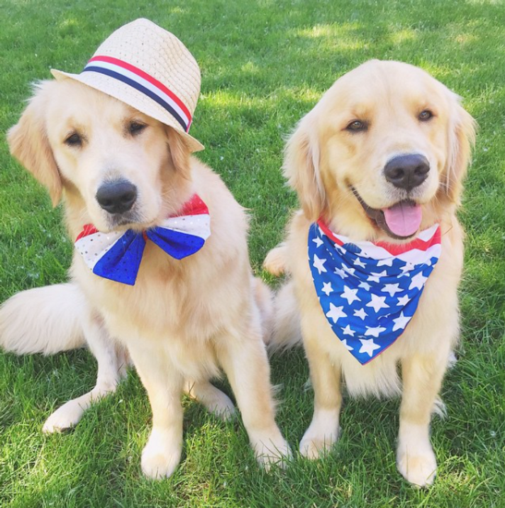 Two golden retrievers sitting for the camera wearing patriotic clothing