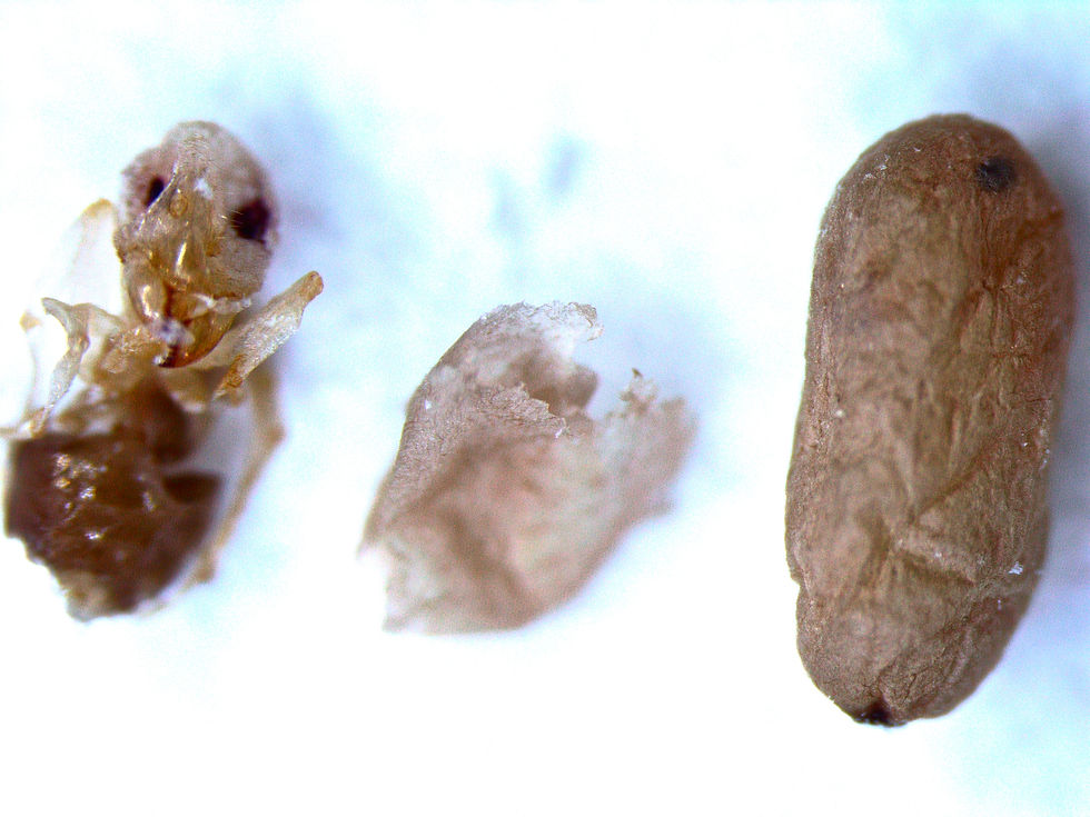 Cocooned vs Unpacked Pupae