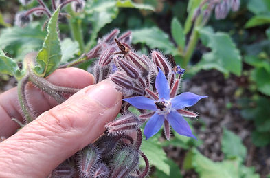 fleur de bourrache du jardin.jpg