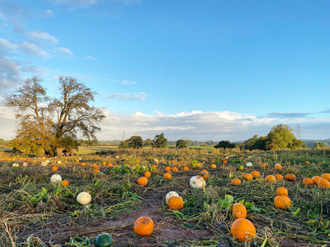 PUMPKIN PICKING AT FARRINGTON'S