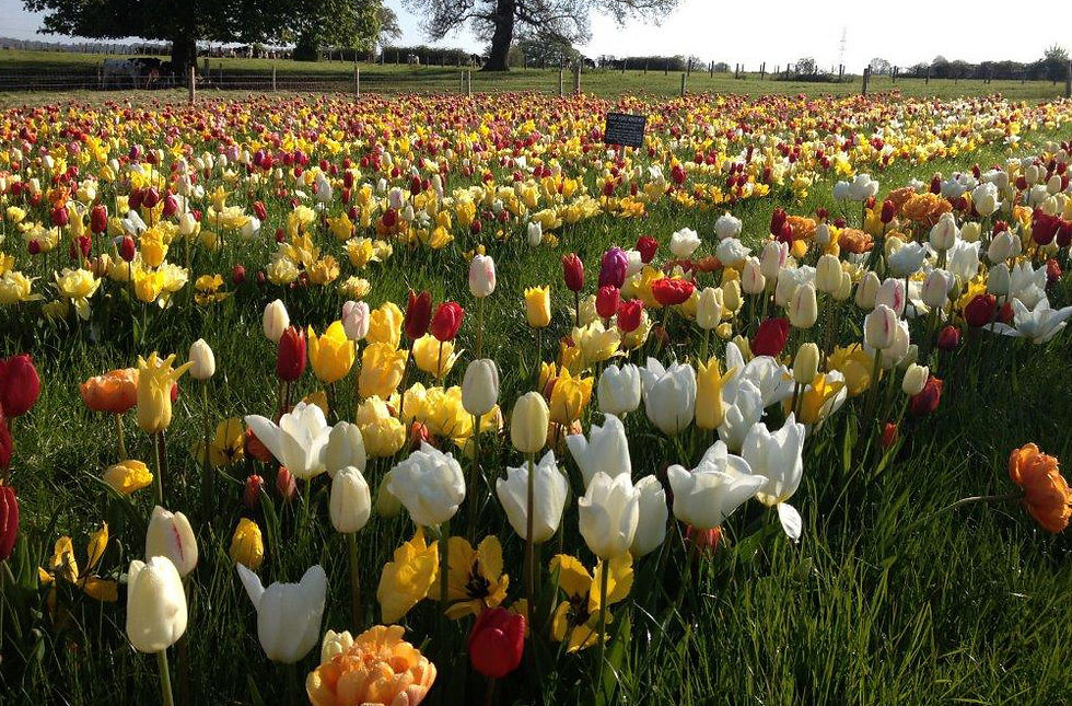 PICK YOUR OWN TULIPS EVENT COMING SOON IN 2020 AT FARRINGTON'S FARM