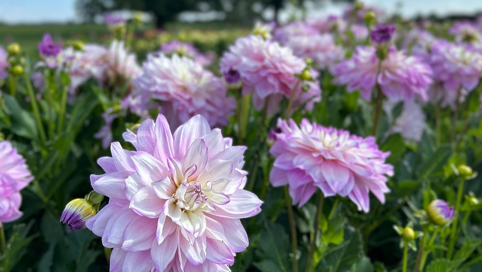 PYO DAHLIAS 15 SEPTEMBER 2023