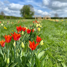 Pick your own tulips at Farrington's Farm 