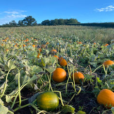 Pumpkin picking patch at Farrington's Farm