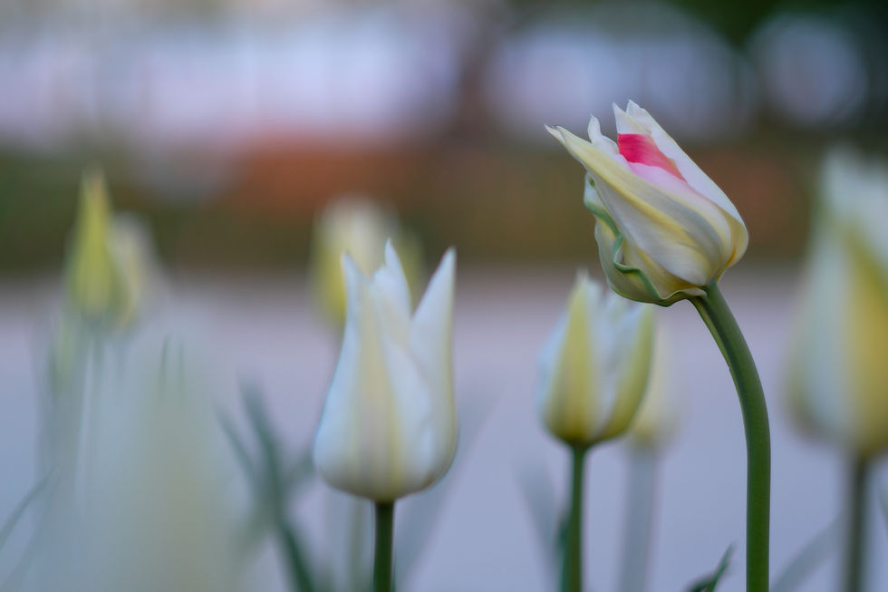 Une tulipe blanche avec un peu de rose