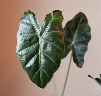Mayan Mask Leaf