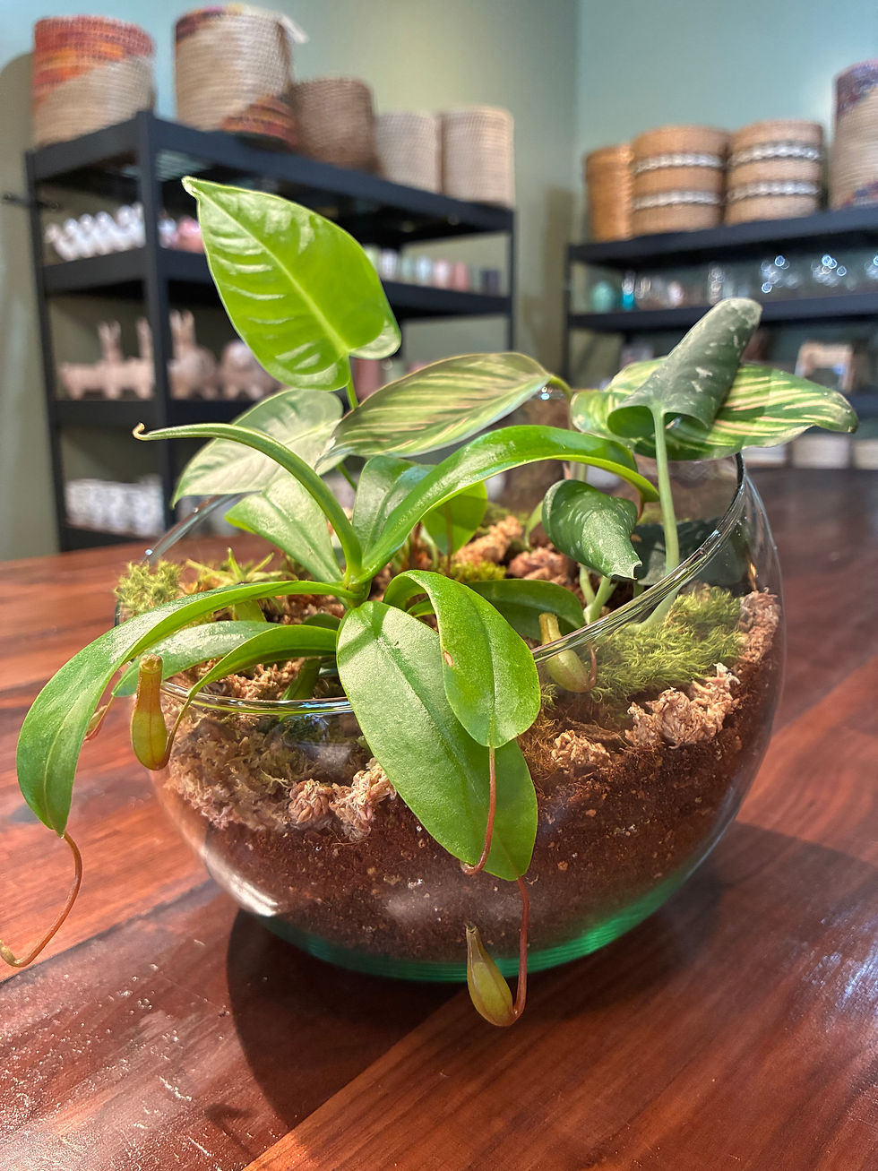 Tropical Carnivorous Terrarium Workshop