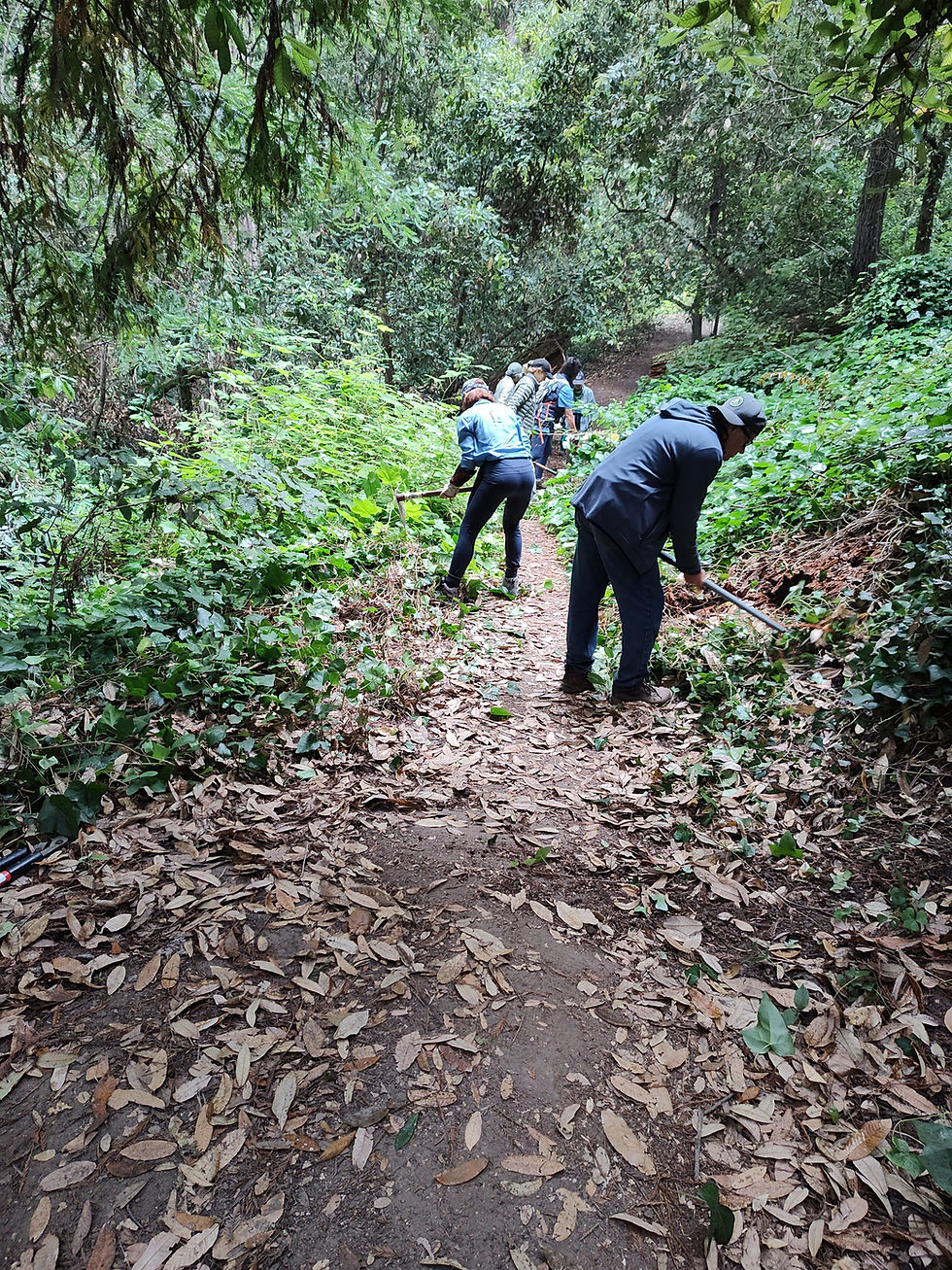 Ivy warriors vanquished the carpet of vines and restored the glorious Old Growth Loop trail.