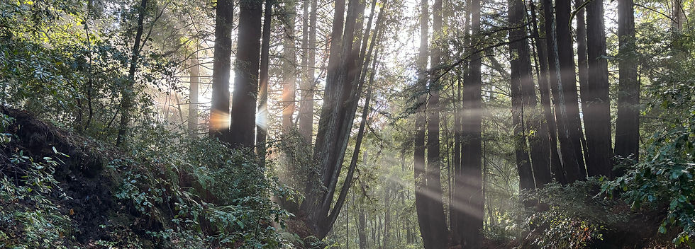 Fall Light in Nisene Marks_edited.jpg