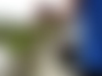 외래종 유입 | 수입·밀수된 외래 반려동물 방사, 생태계 위협 심화해