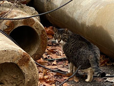 도시동물 | 경계동물, 비인간 생명들이 만들어 온 도시 생태계